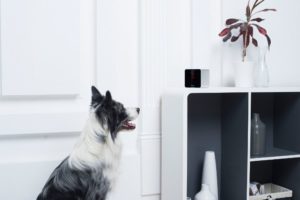 Petcube Interactive Wi Fi Pet Camera for the home