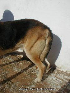 Shepherd with thigh muscle atrophy 