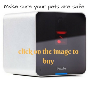 buy Petcube interactive wi fi pet camera