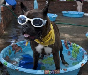 swimming is great exercise for dogs with hip dysplasia