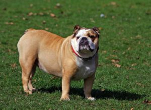 arthritis worse in fat dogs