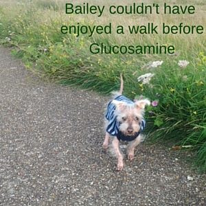 Bailey walking thanks to glucosamine and chondroitin for dogs