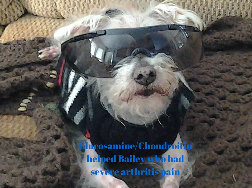 Glucosamine and Chondroitin for dogs