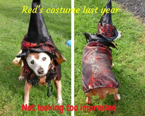 halloween costumes for dogs