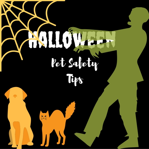 Halloween pet safety tips