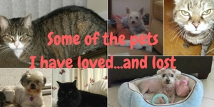 the loss of pets I have loved