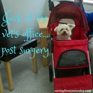 at the vets office in a pet stroller