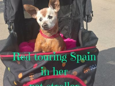 why you need a pet stroller