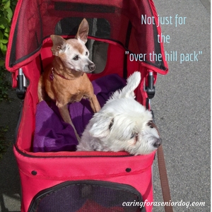 pet strollers are not just for senior dogs