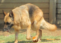 how do german shepherds get hip dysplasia