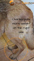 Charley puts more weight on the right side due to hip dysplasia