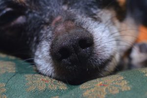 dealing with pain and mobility issues in old dogs