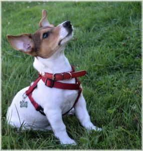 teaching commands is a great way to exercise an old dog