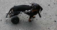 wheelchairs are great mobility aids for dogs