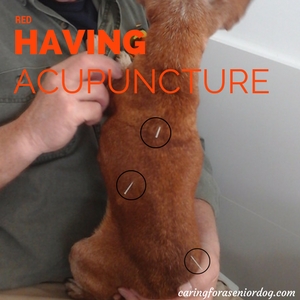 Red having acupuncture