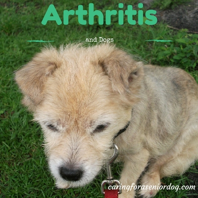 arthritis and dogs