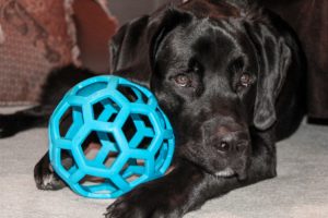 interactive toys for mental stimulation in old dogs