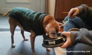 elevating-bowls-for-arthritic-dogs