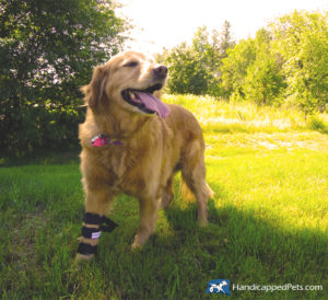 front splint is a wonderful mobility aid for dogs
