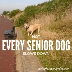 nutritional needs of senior dogs