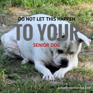 the importance of proper senior dog nutrition