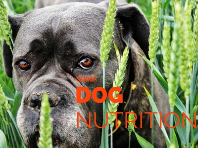 senior dog nutrition