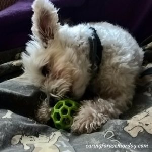 the importance of mental stimulation for dogs