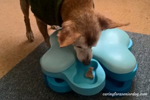 the importance of mental stimulation when caring for a senior dog