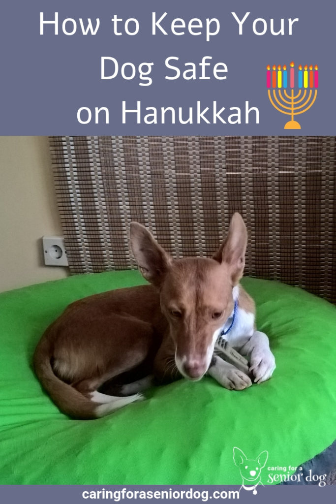 How to Keep Your Dog Safe on Hanukkah