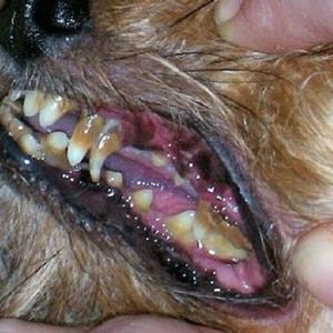 urgent dog dental care is needed