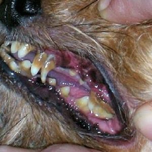 in dogs of symptoms mouth problems Dog   Dog Care a Caring Senior for Dental