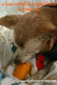 raw carrot is a good dental care treat