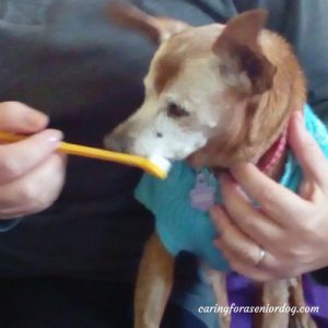 senior dog dental care