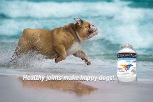 best vets glycan plus glucosamine