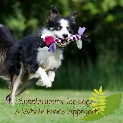 Supplements for dogs a whole foods approach