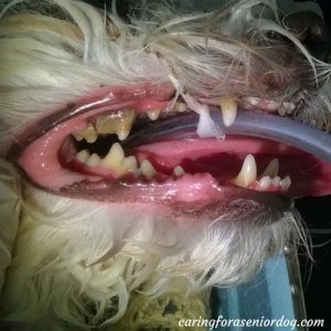 dog dental care
