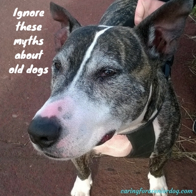 ignore these myths about old dogs