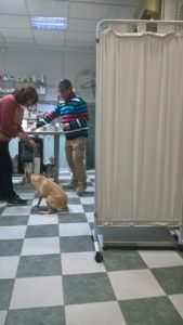 a one vet practice in a one room clinic in Spain