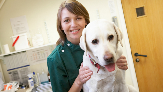 see your vet right away for seizures in senior dogs