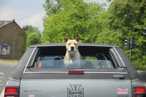 hanging out the window is a common cause of eye injuries in dogs