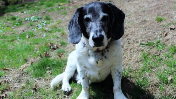 Everything you need to know about seizures in senior dogs