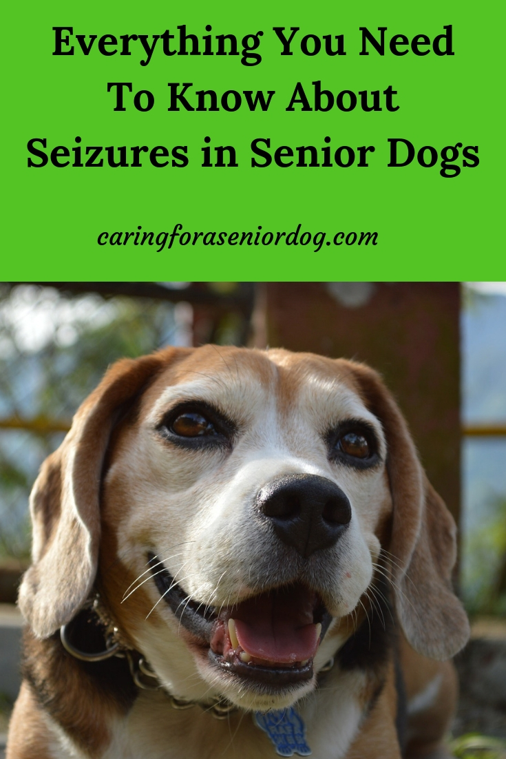 Everything You Need To Know About Seizures In Senior Dogs Caring For A Senior Dog