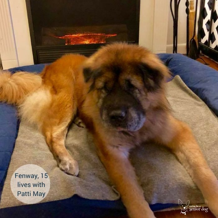 senior dog Fenway is 15 and lives with Patti May