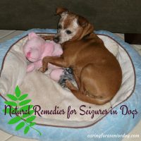 Natural Remedies for Seizures in Dogs