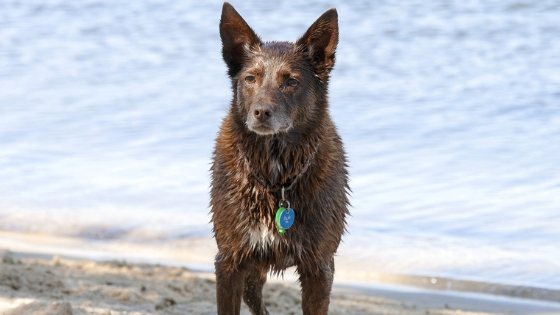 why old dogs have seizures