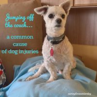 common dog injuries