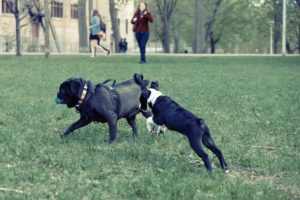 sprains are common dog injuries