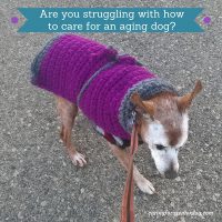 are you struggling with how to care for an aging dog
