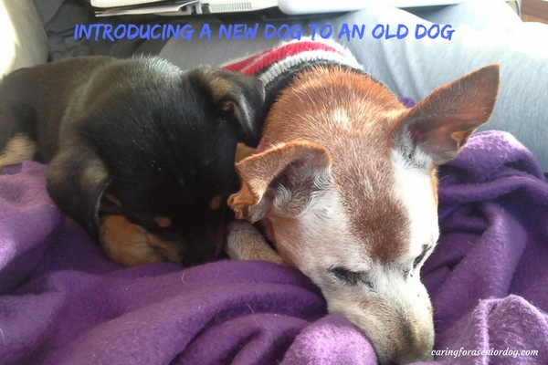 introducing a new dog to an old dog