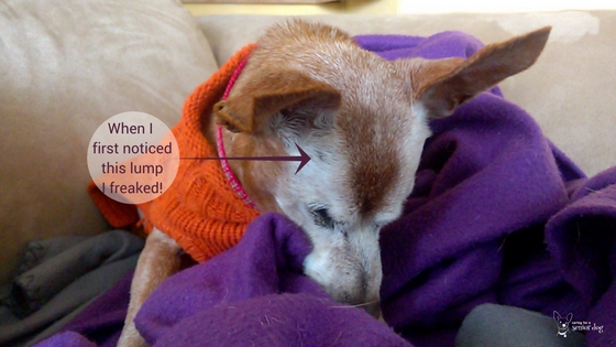 lumps and bumps in older dogs